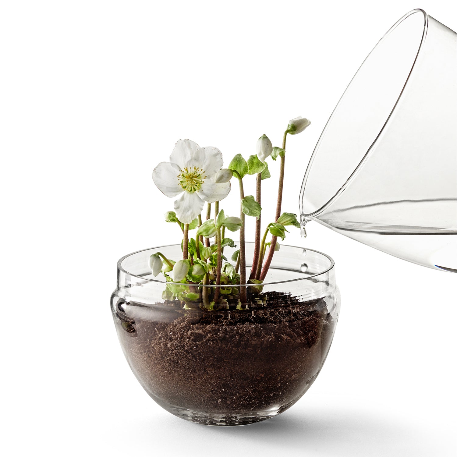 Design House Stockholm Grow Greenhouse glass terrarium ambience image