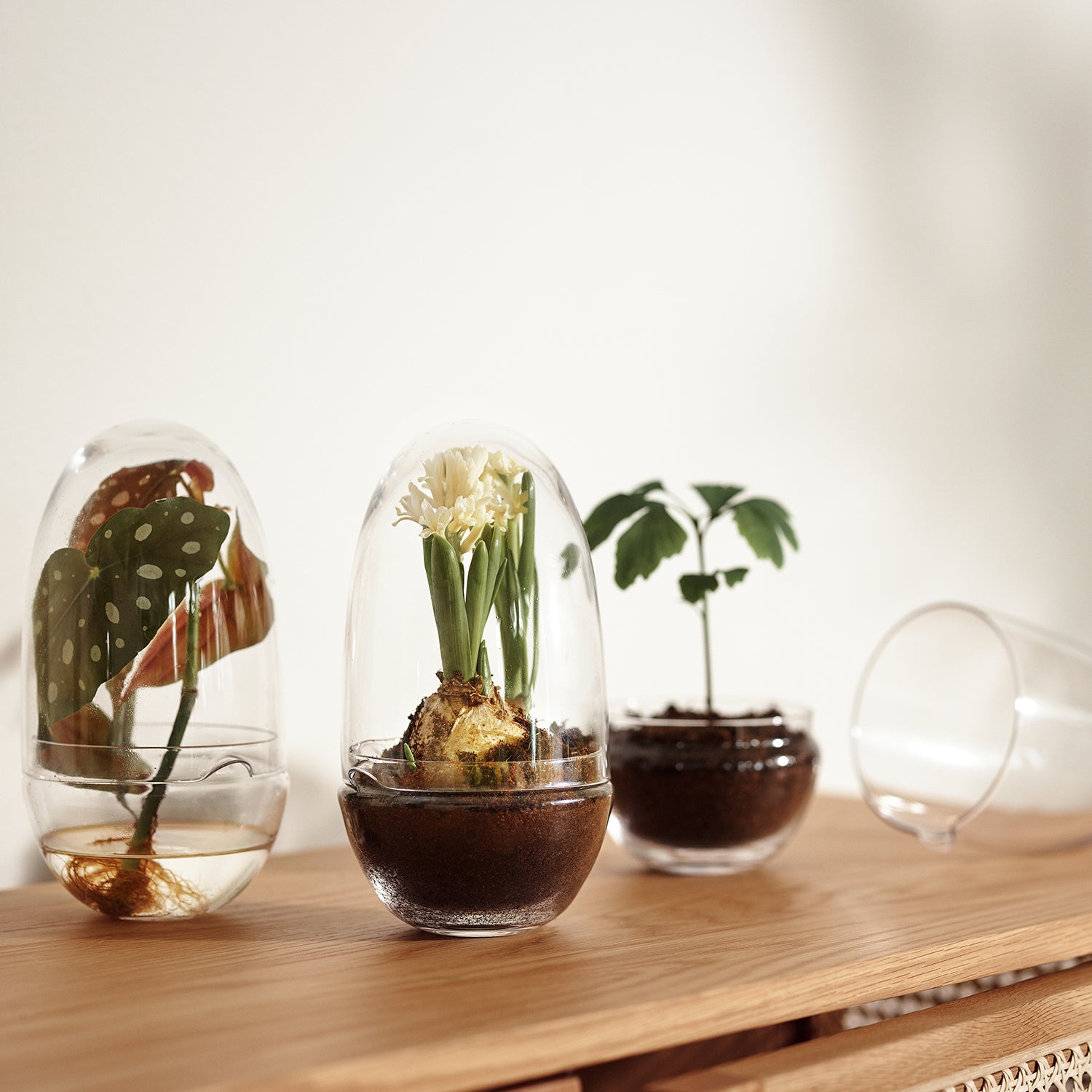 Design House Stockholm Grow Greenhouse glass terrarium ambience image